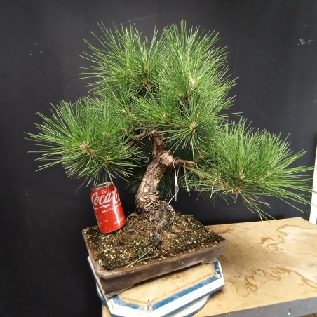 Pinus Tumbergii 7