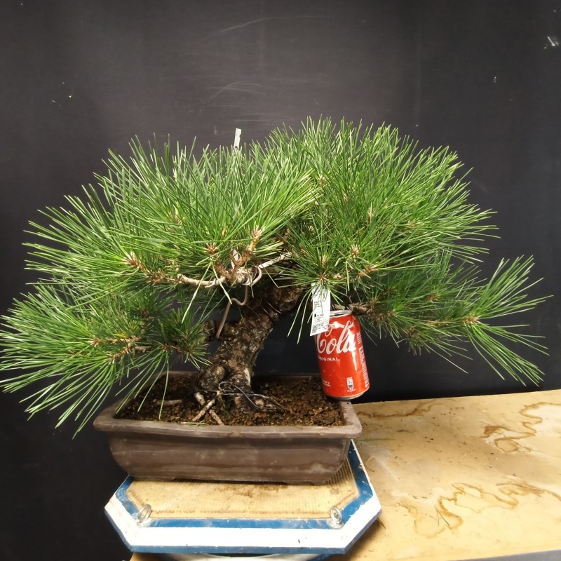 Pinus Tumbergii 8