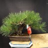 Pinus Tumbergii 8