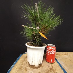 Pinus Tumbergii corticosa 3