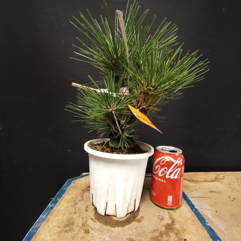 Pinus Tumbergii corticosa 3
