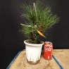 Pinus Tumbergii corticosa 3