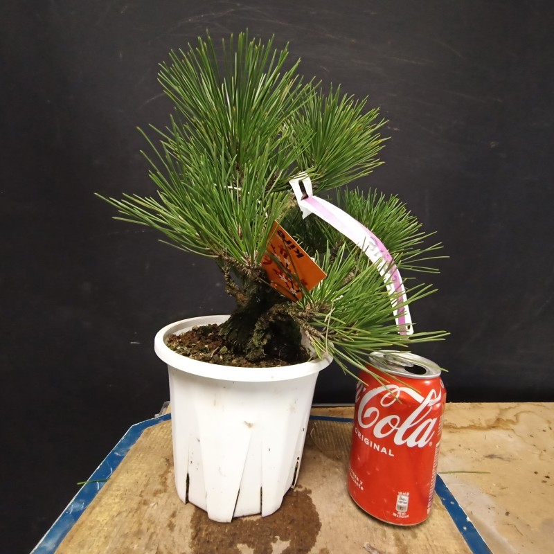 Pinus Tumbergii corticosa 4