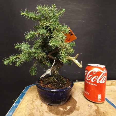 juniperus rigida 2