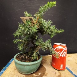 juniperus rigida 3