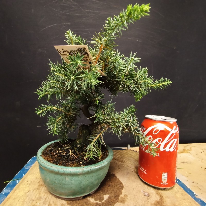 juniperus rigida 3