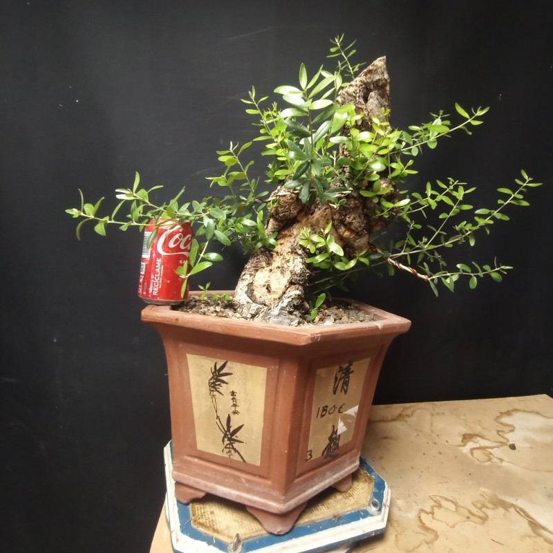Acebuche 3