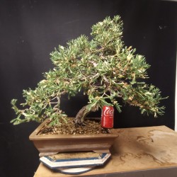 Juniperp variegado 1
