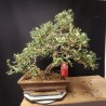 Juniperp variegado 1