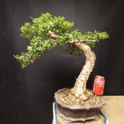 Mirto 1