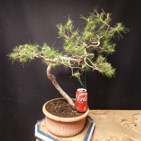 Pinus Halepensis 1