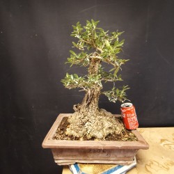 Acebuche 10
