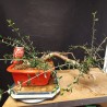 Acebuche 12