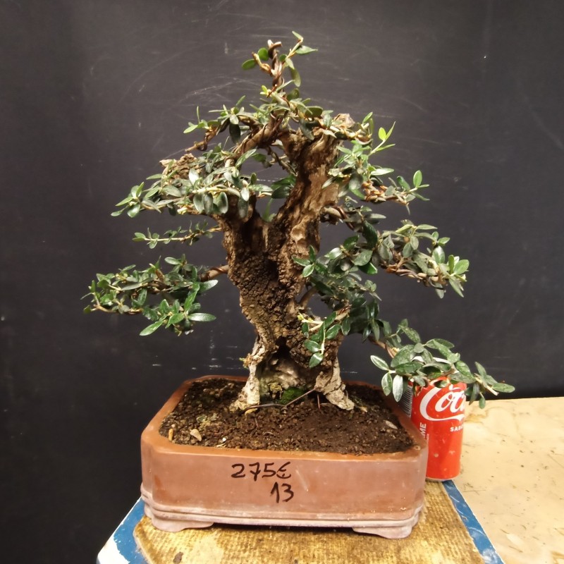 Acebuche 13