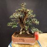 Acebuche 13