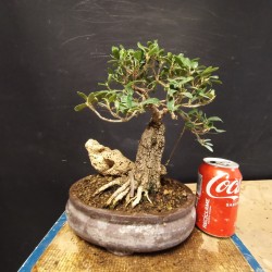 Acebuche 15