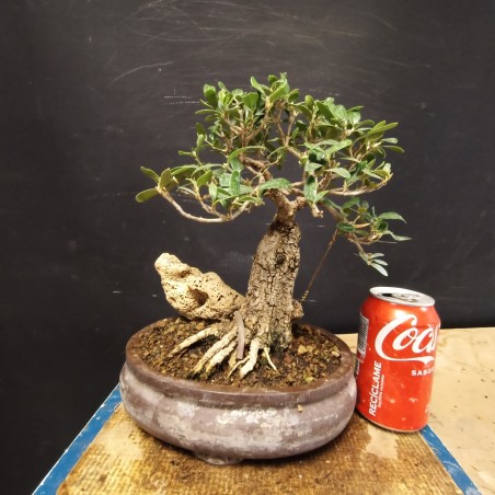 Acebuche 15