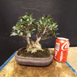 Acebuche 14