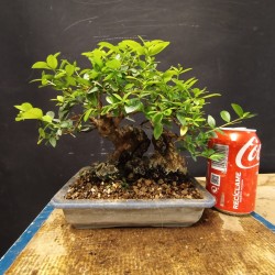 Mirto 2