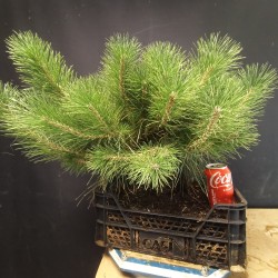 Pinus Tumbergii 2