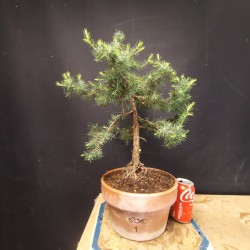 Enebro 1