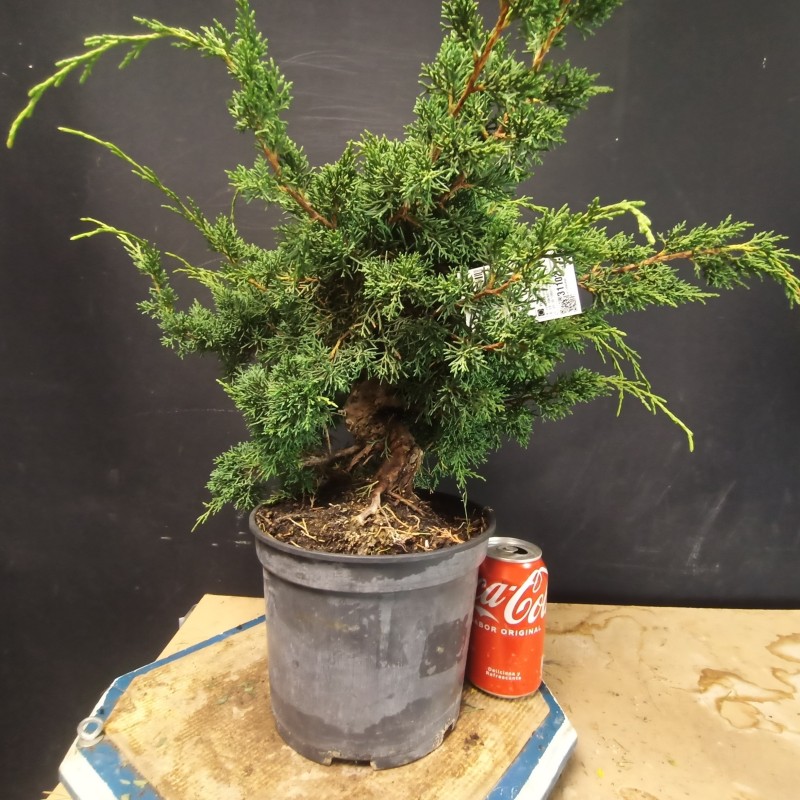 juniperus chinensis kishu 1