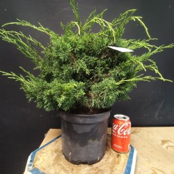 juniperus chinensis kishu 2