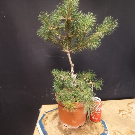 Pinus sylvestris 1