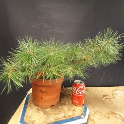 Pinus sylvestris 5