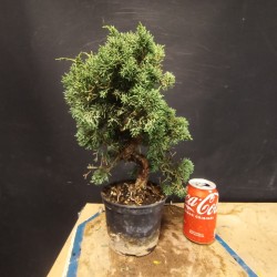 juniperus chinensis kishu 3