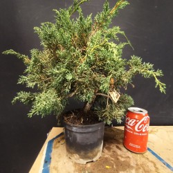 juniperus chinensis kishu 4