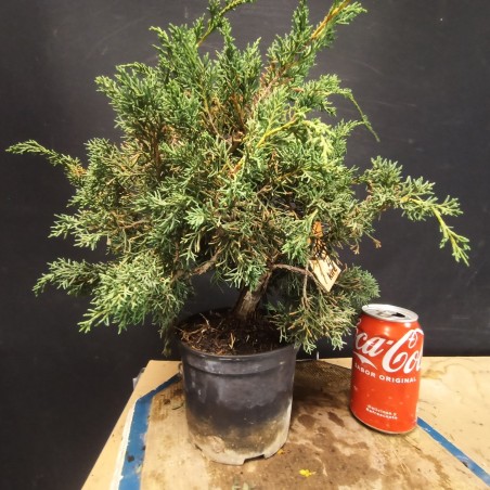juniperus chinensis kishu 4