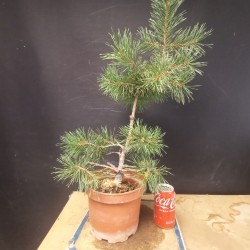 Pinus sylvestris 1