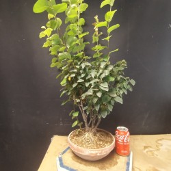Albaricoque 1