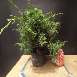juniperus chinensis kishu 1