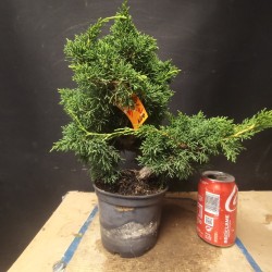 juniperus chinensis kishu 2