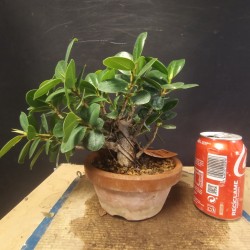 Ficus Panda 1