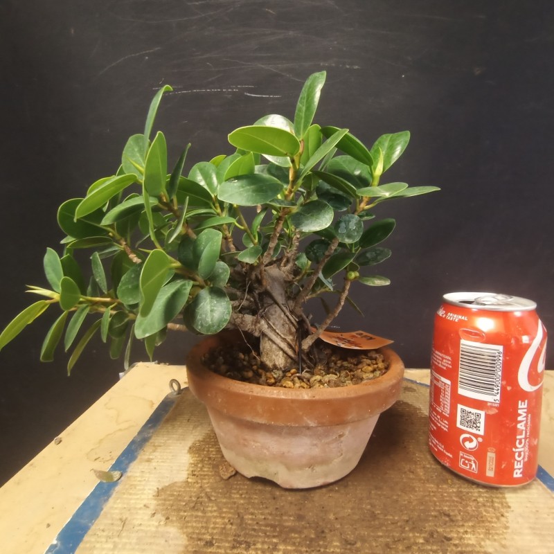 Ficus Panda 1