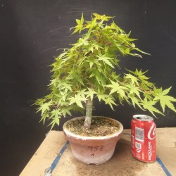 Acer palmatum yamamomiji 1