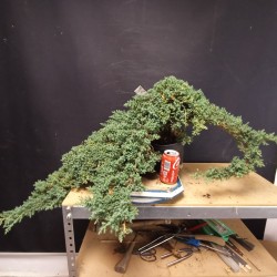 Juniperus Procumbens Nana 1