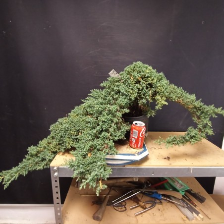 Juniperus Procumbens Nana 1