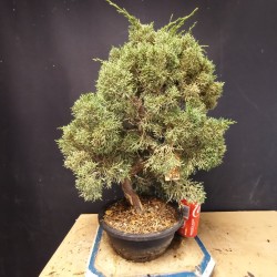 juniperus chinensis kishu 5