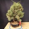juniperus chinensis kishu 5