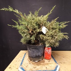 juniperus chinensis kishu 1