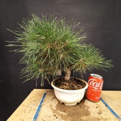 Pinus Tumbergii 2