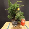 juniperus chinensis kishu 2