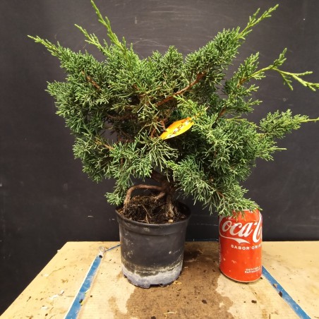juniperus chinensis kishu 3