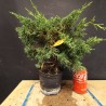 juniperus chinensis kishu 3
