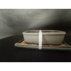 Maceta rectangular 21,5x15.5x5,5cm.