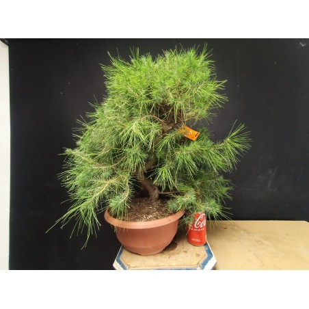 Pinus Halepensis 2